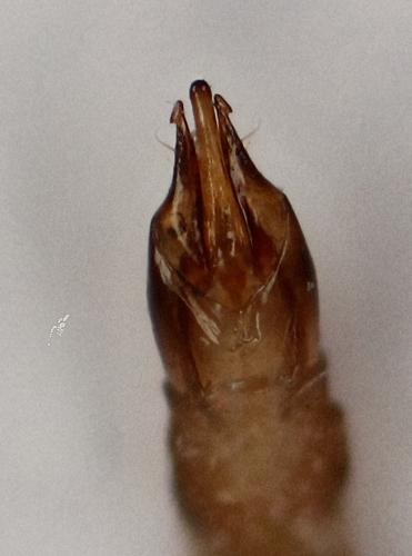 Réf. 322 674 : Cardiophorus sp.